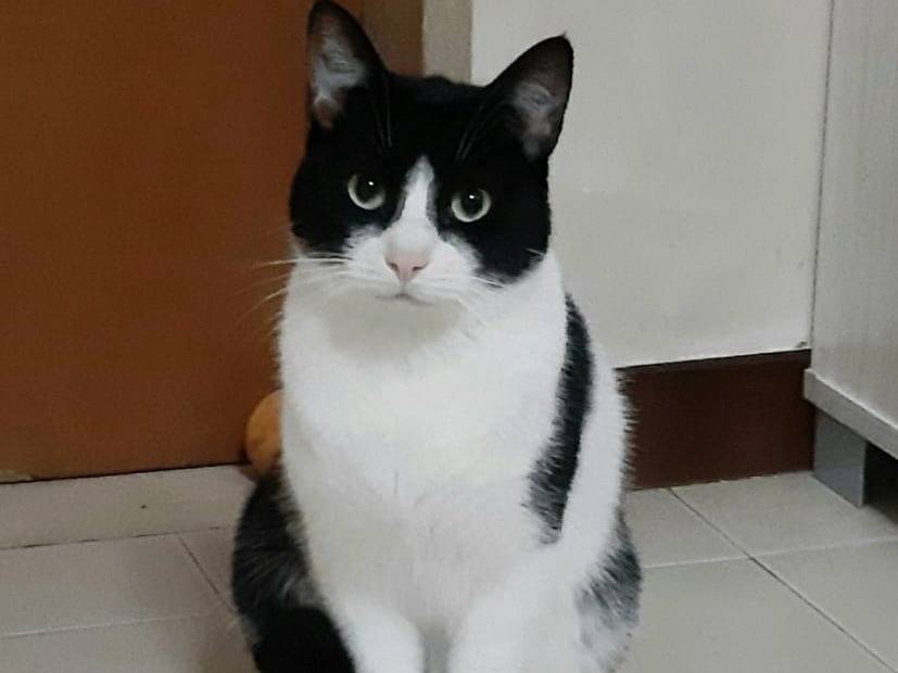 Vuoi adottare un gatto a Barletta?