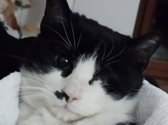 Adotta un gatto, femmina, 3 anni e 4 mesi, Barletta