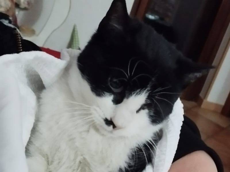 Adotta un gatto, taglia non valida, femmina, Barletta