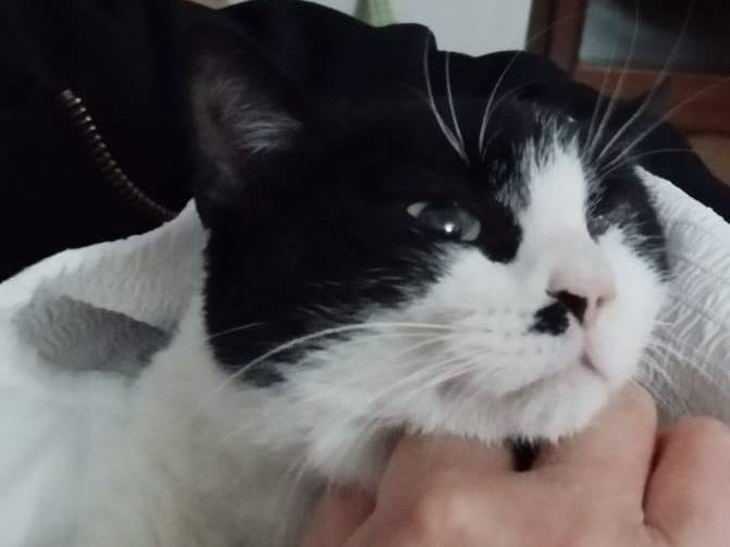 Vuoi adottare un gatto a Barletta?
