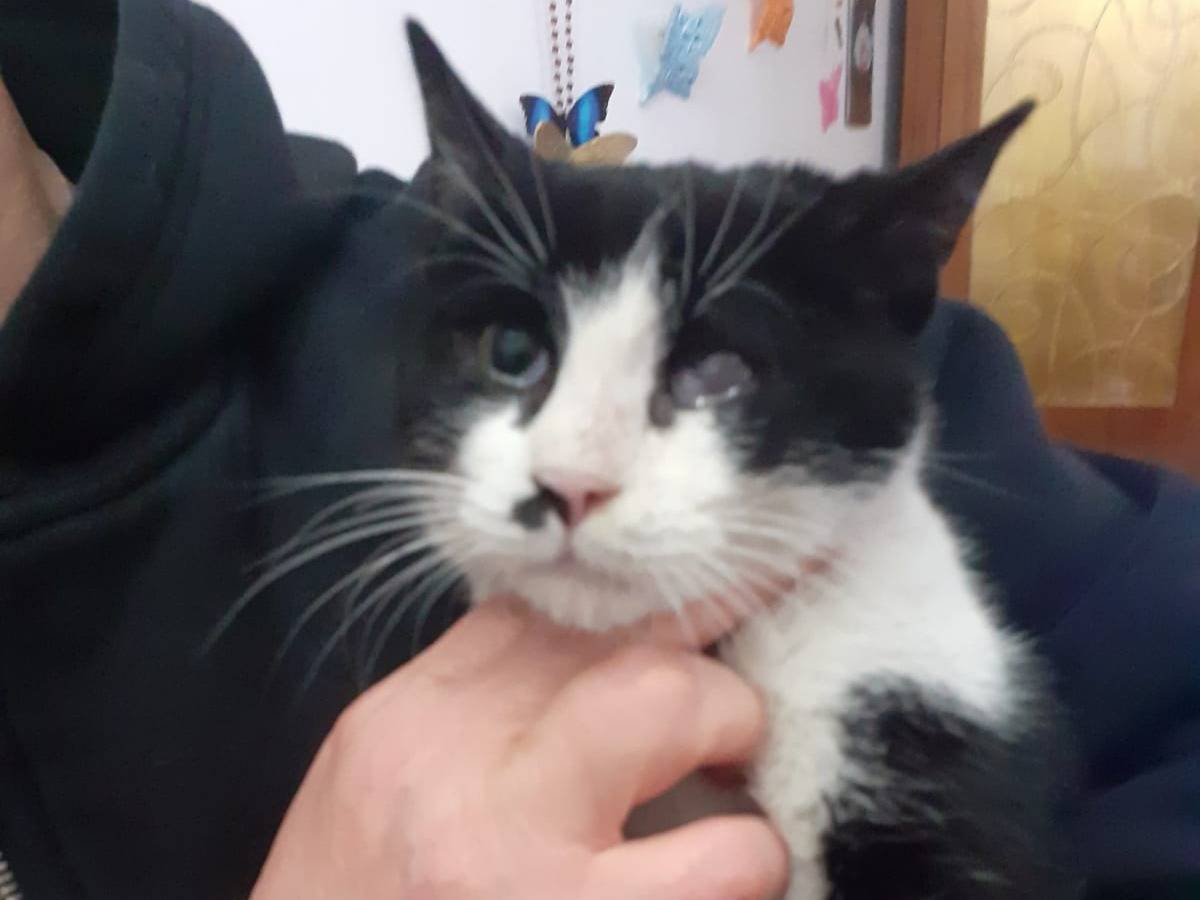 Adotta il gatto Fruttella a Barletta