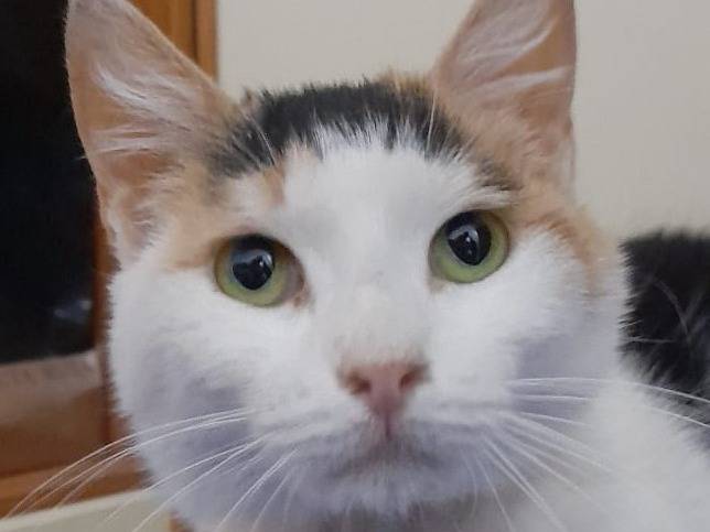 Adozione gatto, femmina, Razza sconosciuta Razza sconosciuta, 3 anni e 11 mesi, taglia non valida, Barletta