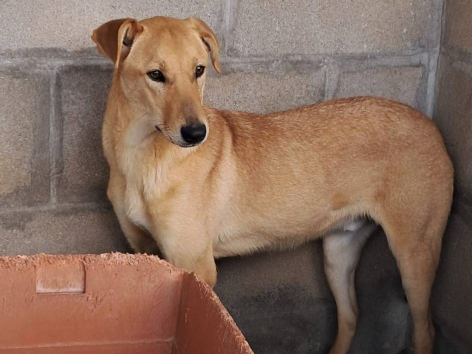 Vuoi adottare un cane a Barletta?