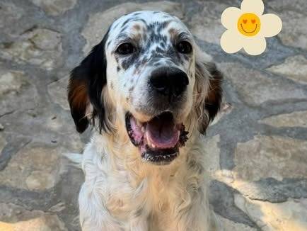 Adozione cane, femmina, Razza sconosciuta Razza sconosciuta, 4 anni e 6 mesi, taglia media, Barletta