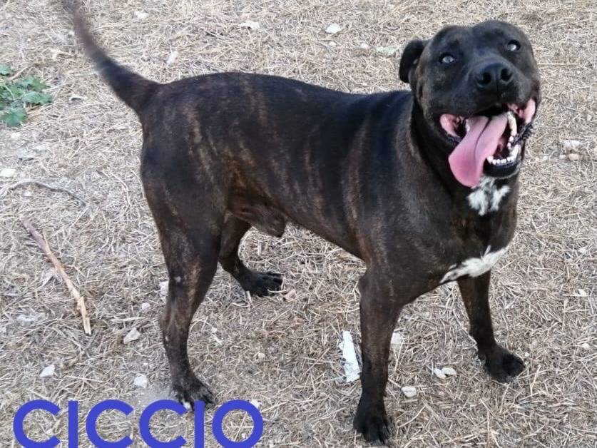 Adozione cane, maschio, Razza sconosciuta Razza sconosciuta, 8 anni e 4 mesi, taglia grande, Barletta
