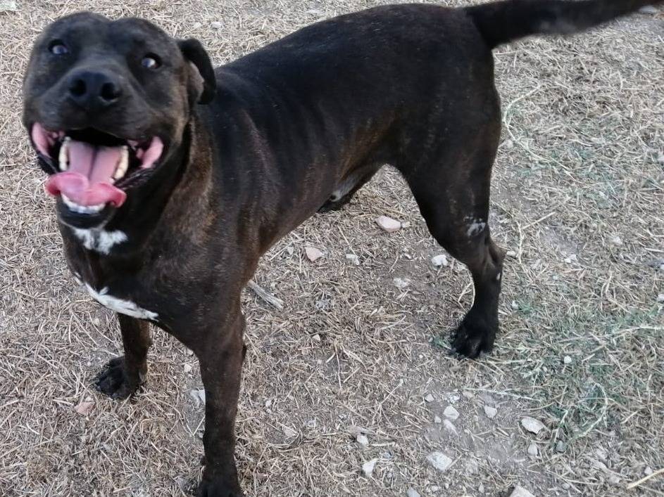 Adotta un cane, taglia grande, maschio, Barletta