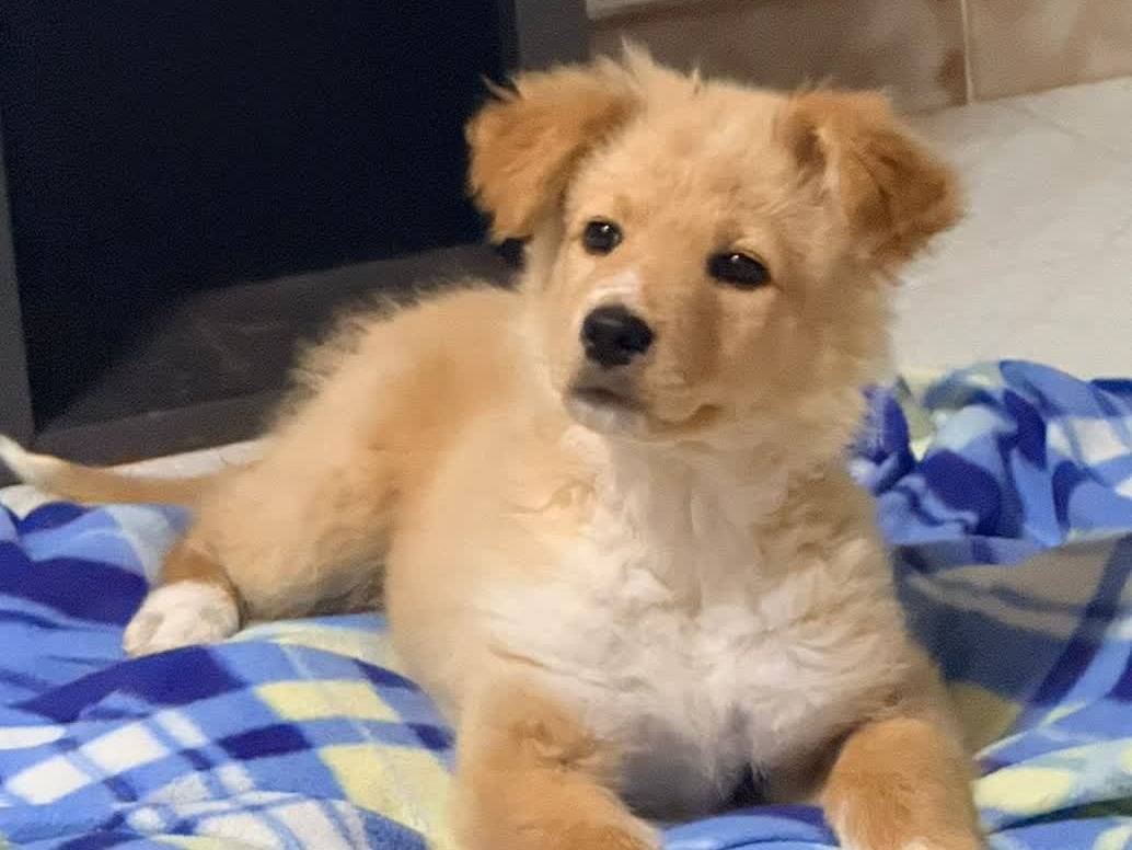 Adozione cane, femmina, Volpino di Pomerania Razza sconosciuta, 4 mesi, taglia piccola, Padova
