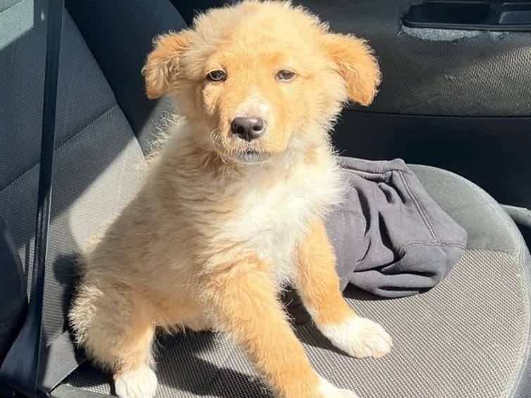 Adotta un cane, femmina, 4 mesi, Padova