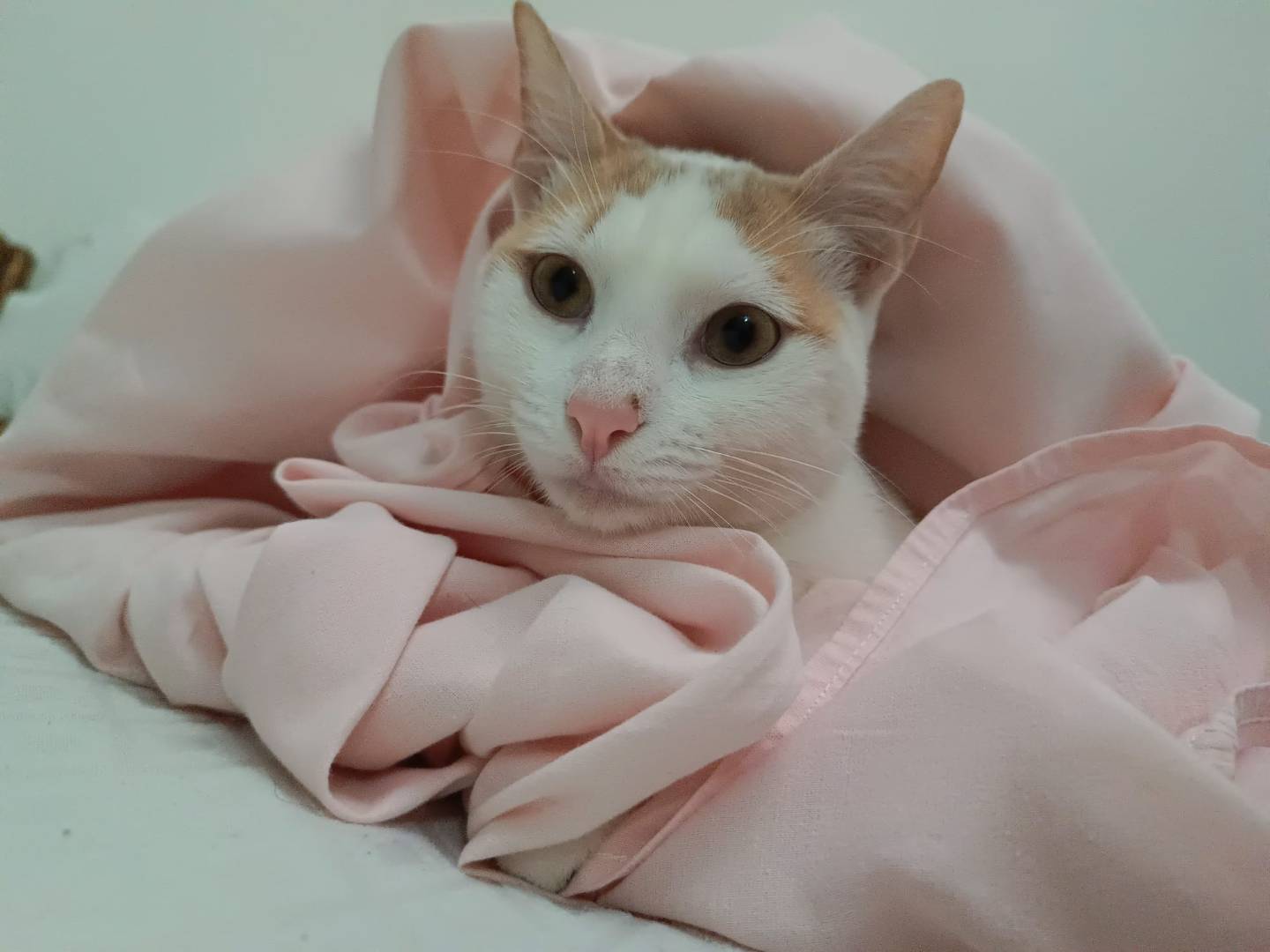 Adozione gatto, femmina, Razza sconosciuta Razza sconosciuta, 8 mesi, taglia non valida, Messina