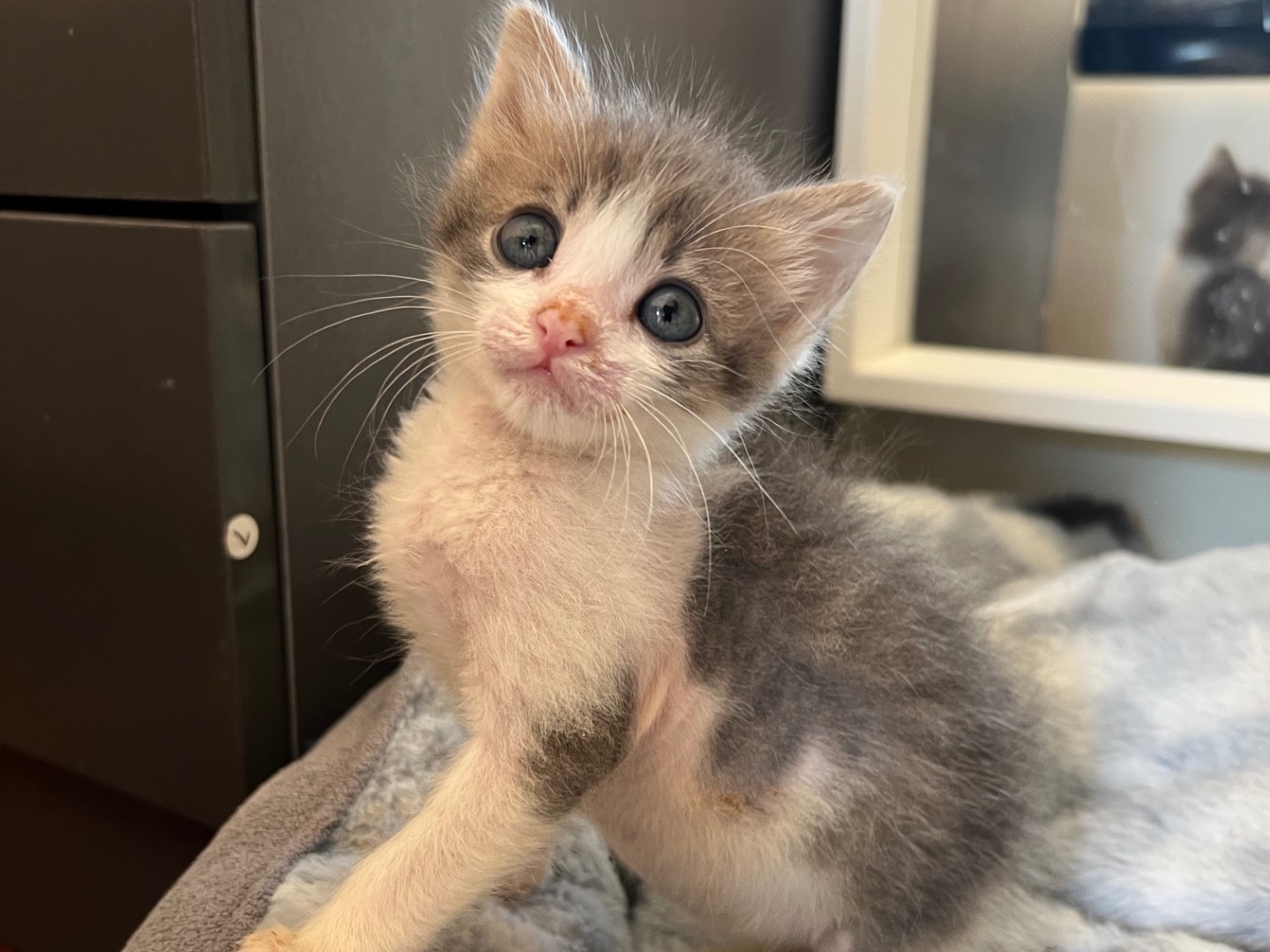 Adozione gatto, maschio, Razza sconosciuta Razza sconosciuta, 3 mesi, taglia non valida, Messina