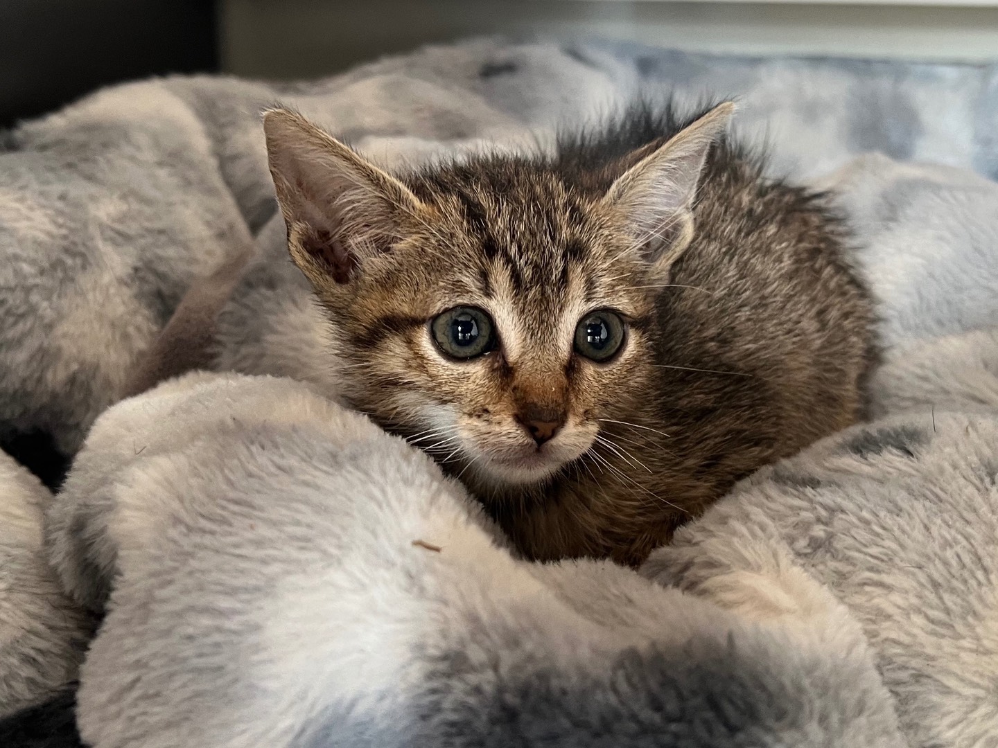 Adozione gatto, maschio, Razza sconosciuta Razza sconosciuta, 3 mesi, taglia non valida, Messina