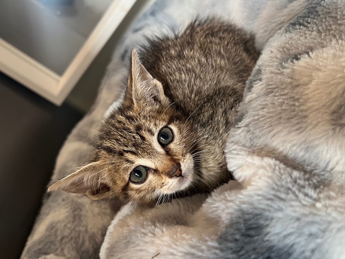 Adotta un gatto, maschio, 3 mesi, Messina
