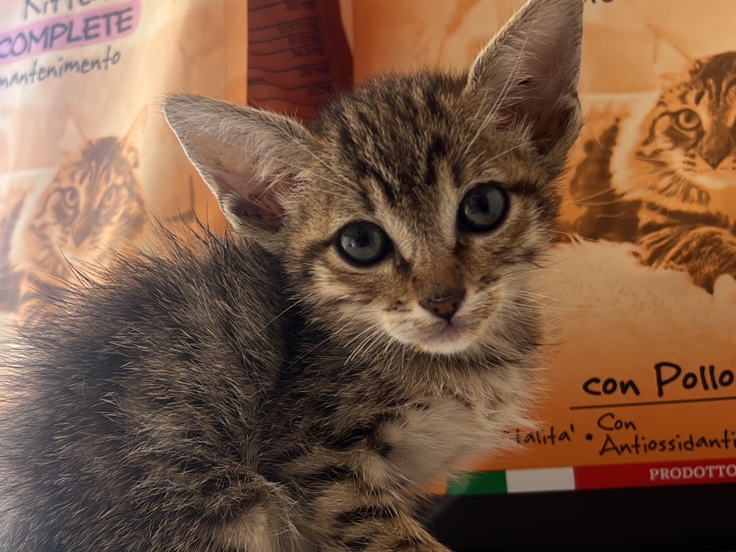 Adotta un gatto, taglia non valida, maschio, Messina