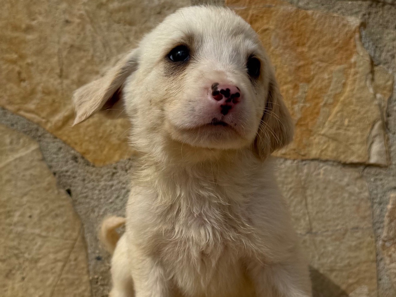 Adozione cane, maschio, Razza sconosciuta Razza sconosciuta, 4 mesi, taglia media contenuta, Matera