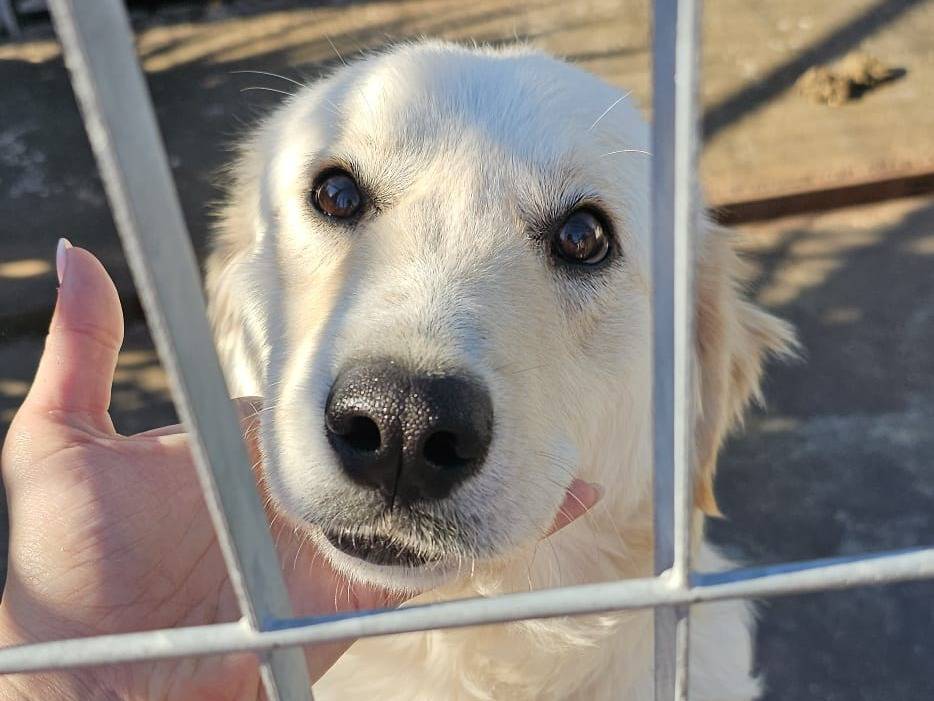 Adotta un cane, maschio, 2 anni e 1 mese, Napoli