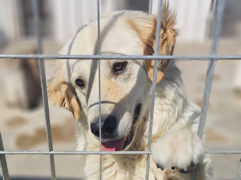 Adotta un cane, taglia grande, maschio, Napoli