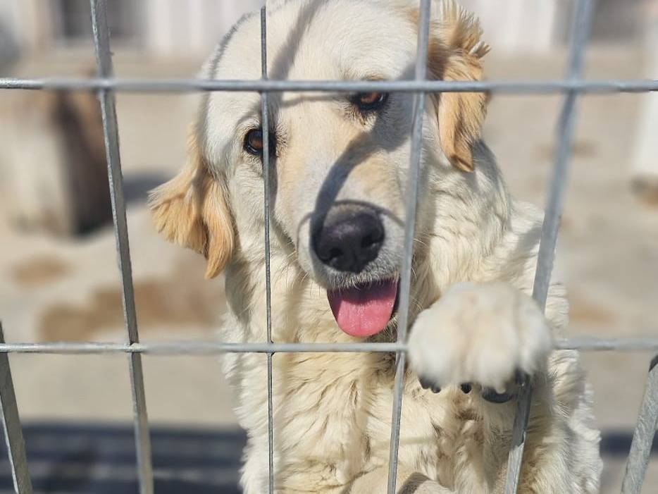 Adozione cane, maschio, Golden Retriever Razza sconosciuta, 2 anni e 1 mese, taglia grande, Napoli