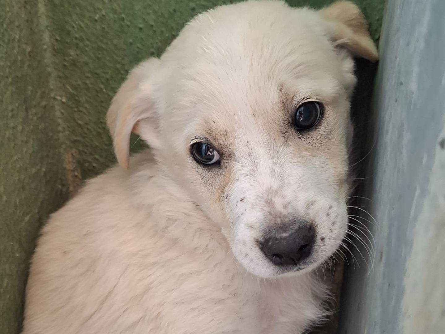 Adozione cane, femmina, Razza sconosciuta Razza sconosciuta, 2 mesi, taglia media, Caserta
