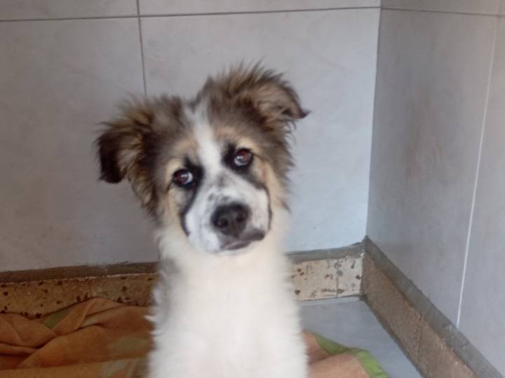 Adozione cane, femmina, Razza sconosciuta Razza sconosciuta, 3 mesi, taglia grande, Siracusa