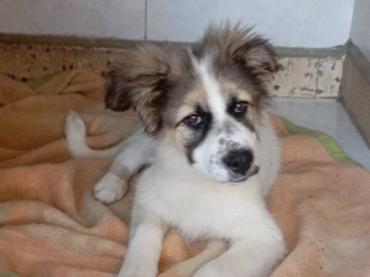 Adotta un cane, femmina, 3 mesi, Siracusa