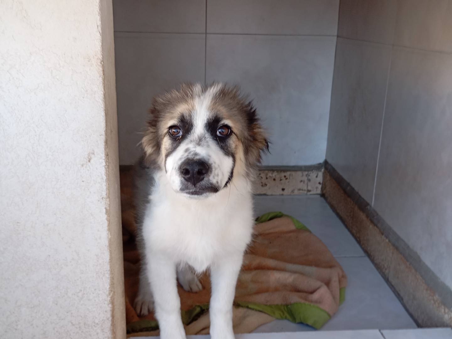 Adotta un cane, taglia grande, femmina, Siracusa