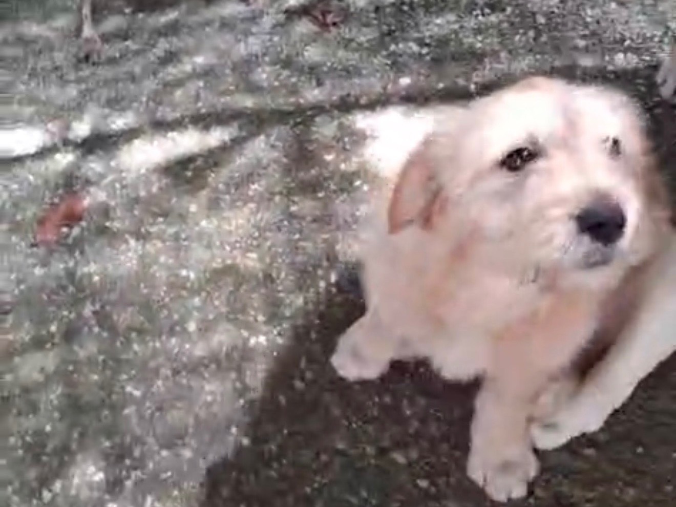 Vuoi adottare un cane a Latina?
