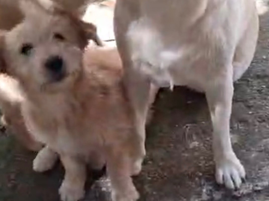 Adotta un cane, taglia media, femmina, Latina
