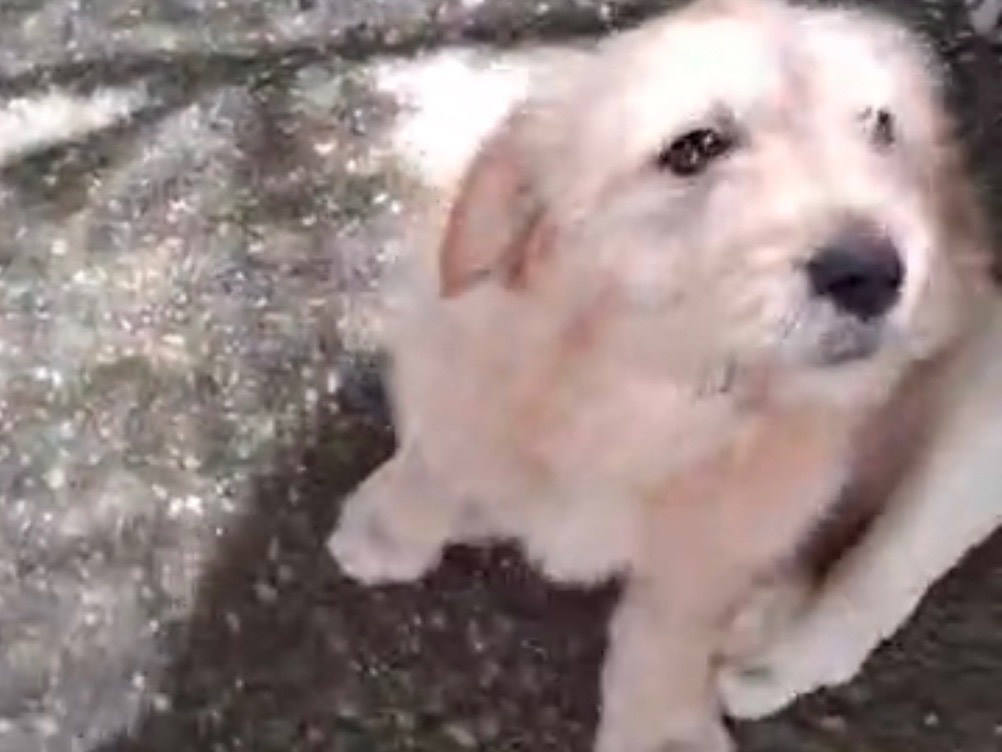 Adotta un cane, femmina, 4 mesi, Latina