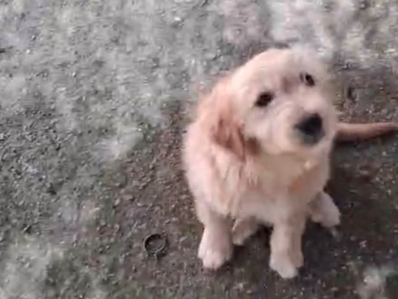 Adozione cane, femmina, Razza sconosciuta Razza sconosciuta, 4 mesi, taglia media, Latina