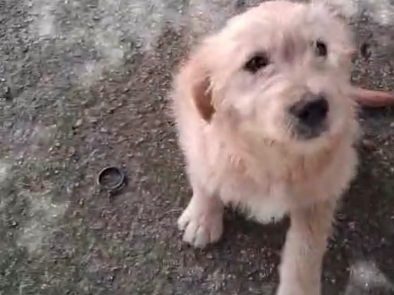 Adotta il cane Saretta a Latina