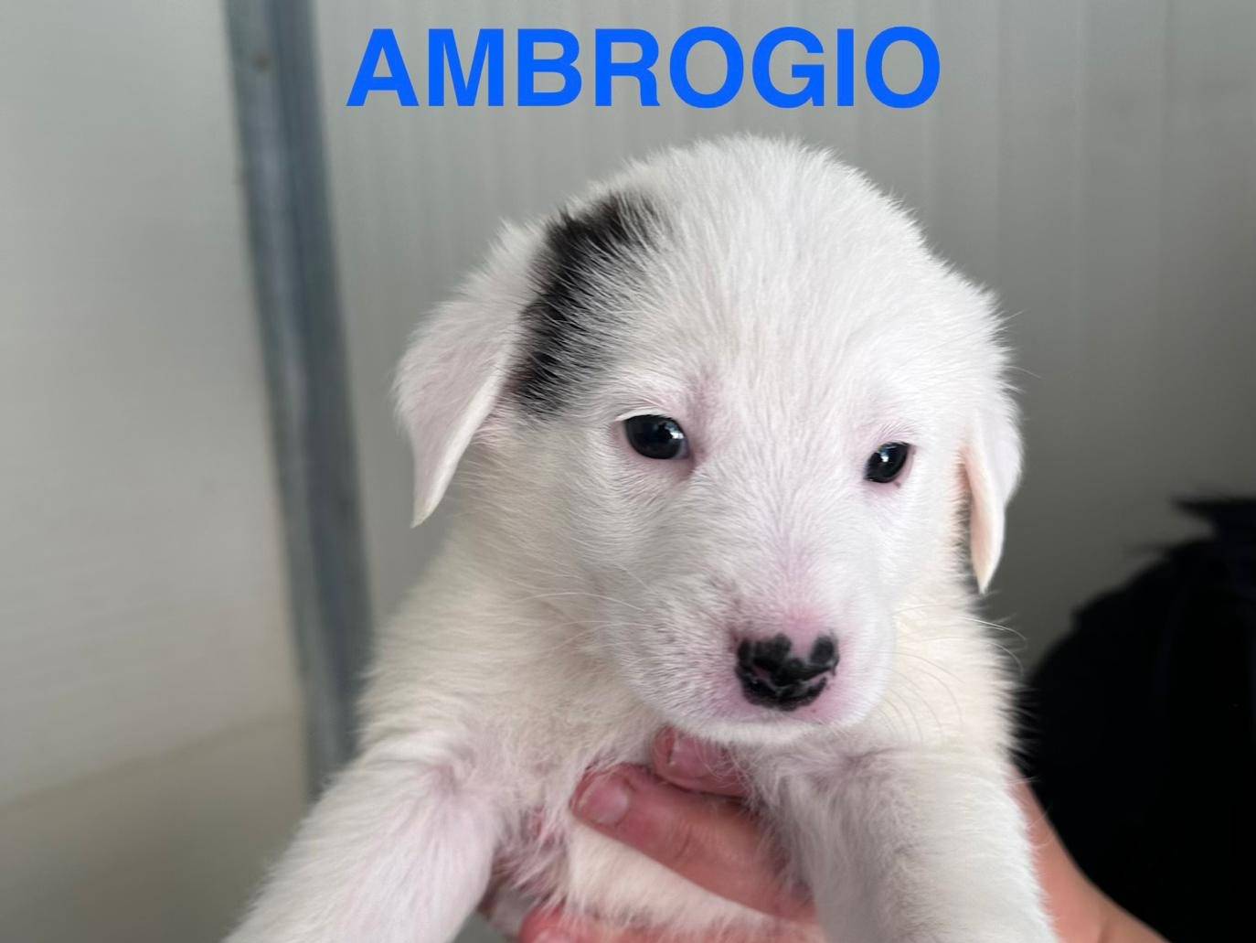 Foto 1 dell'animale
