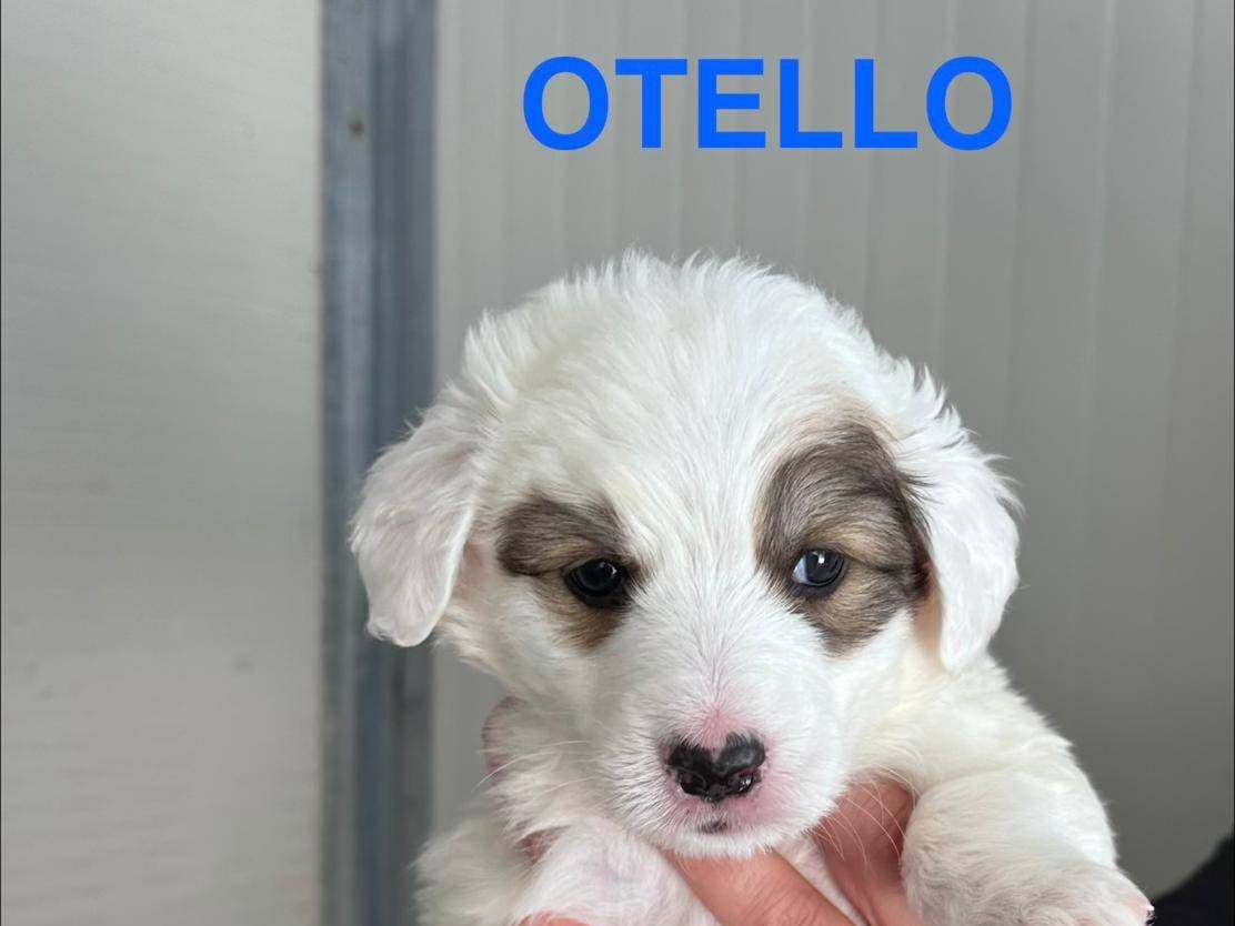 Adozione cane, maschio, Razza sconosciuta Razza sconosciuta, 1 mesi, taglia grande, Potenza