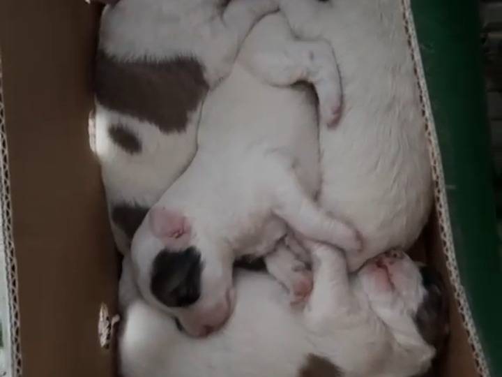 Adozione cane, femmina, Razza sconosciuta Razza sconosciuta, 4 mesi, taglia grande, Potenza