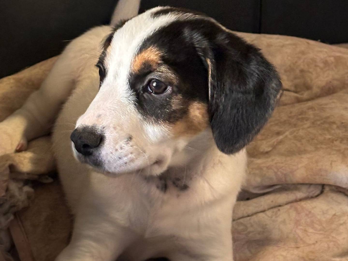 Adozione cane, maschio, Razza sconosciuta Razza sconosciuta, 2 mesi, taglia media, Ragusa