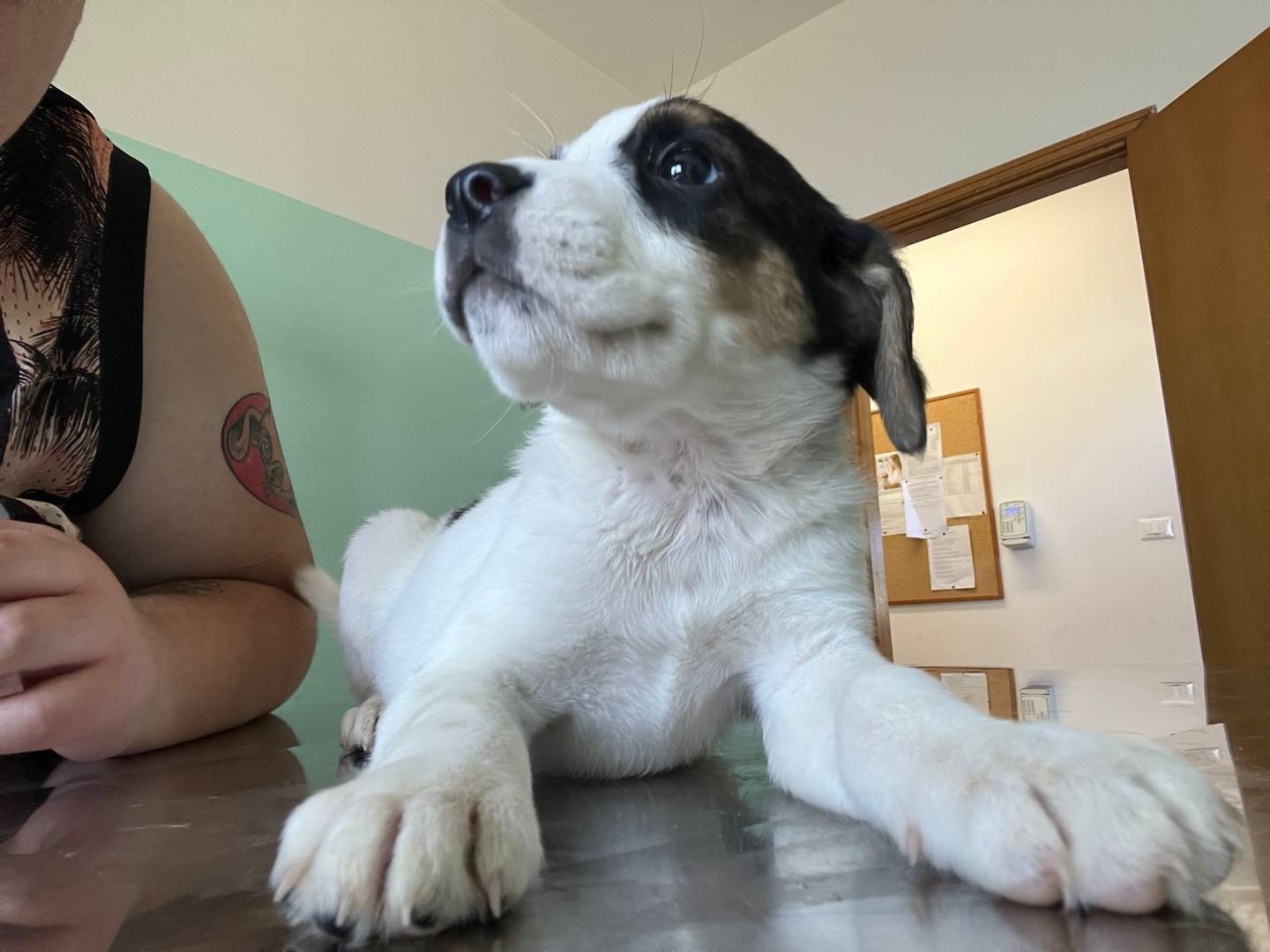 Adotta un cane, maschio, 2 mesi, Ragusa