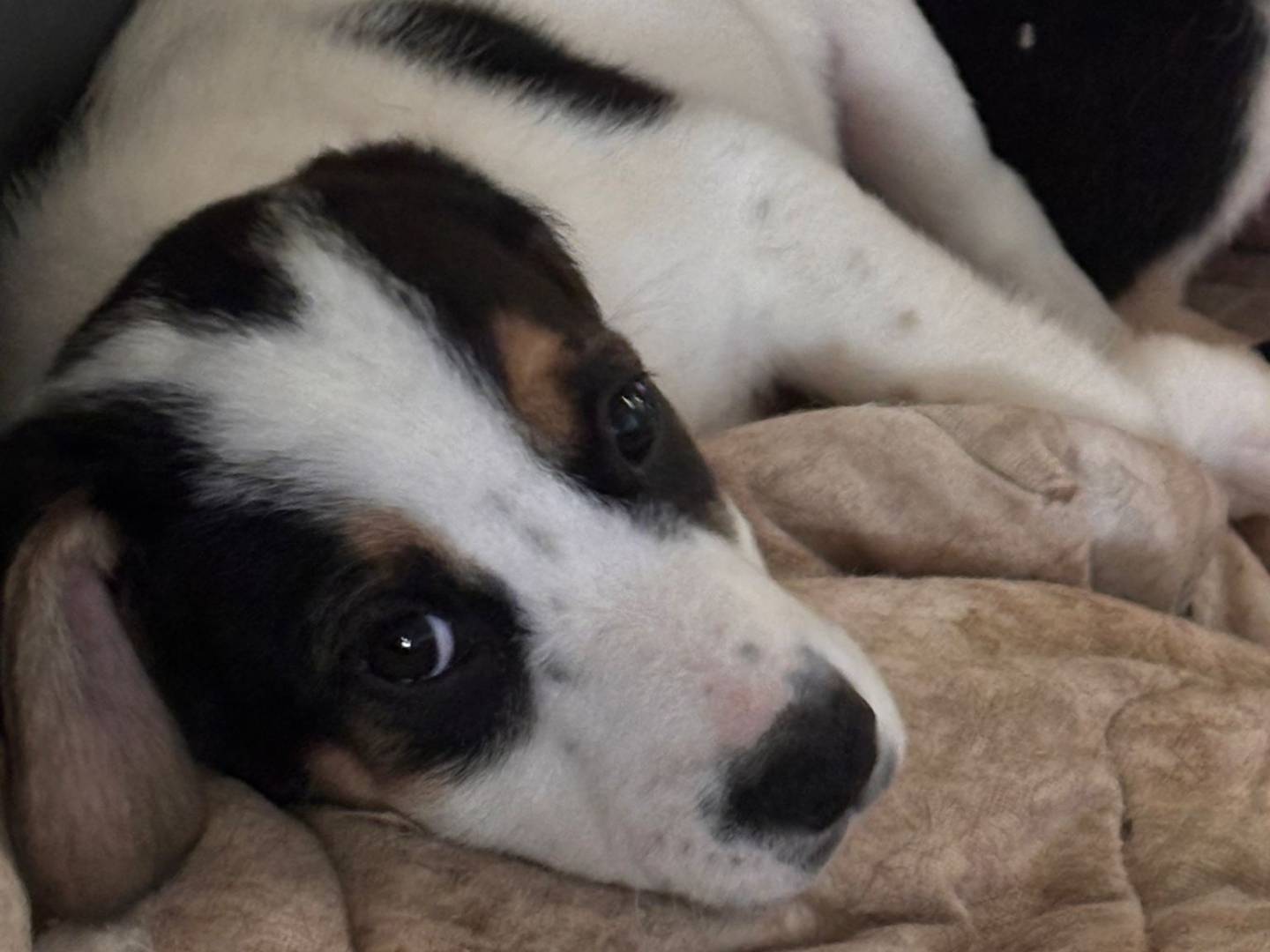 Adotta un cane, taglia media, maschio, Ragusa