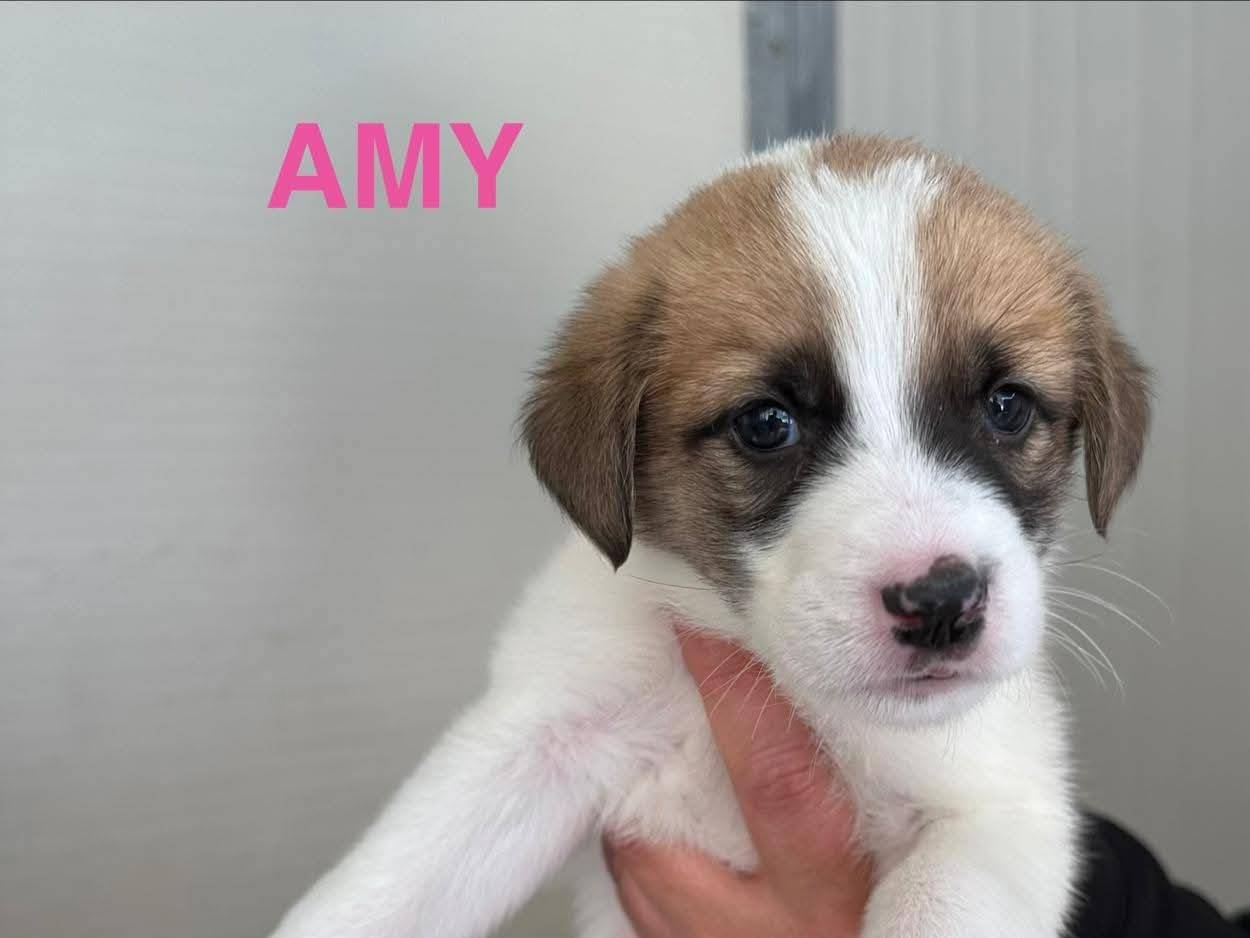 Adozione cane, femmina, Razza sconosciuta Razza sconosciuta, 1 mesi, taglia grande, Potenza