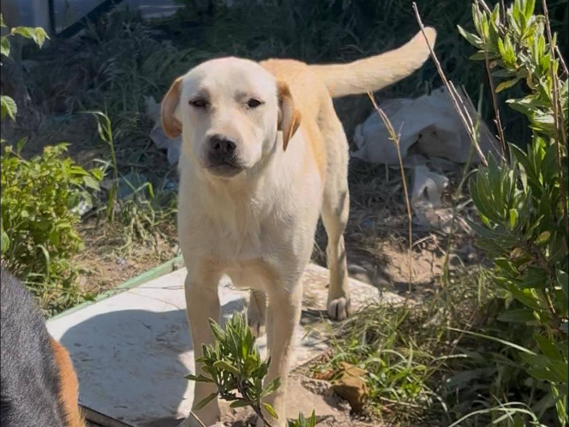 Adozione cane, femmina, Labrador Retriever Razza sconosciuta, 1 anno, taglia media, Napoli