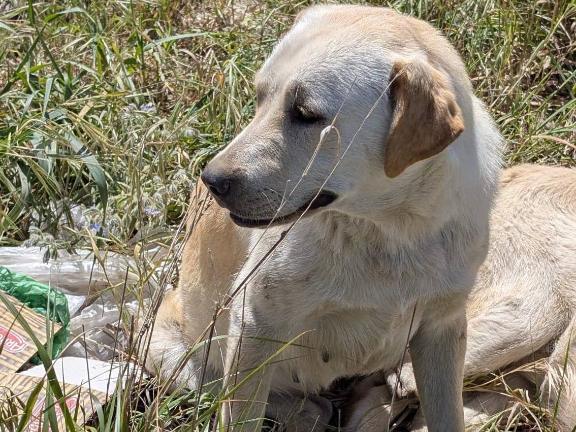 Adotta un cane, femmina, 1 anno, Napoli