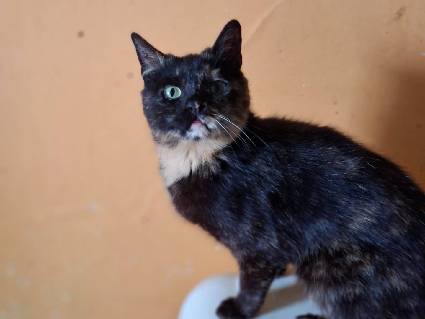 Adozione gatto, femmina, Razza sconosciuta Razza sconosciuta, 2 anni e 3 mesi, taglia non valida, Asti