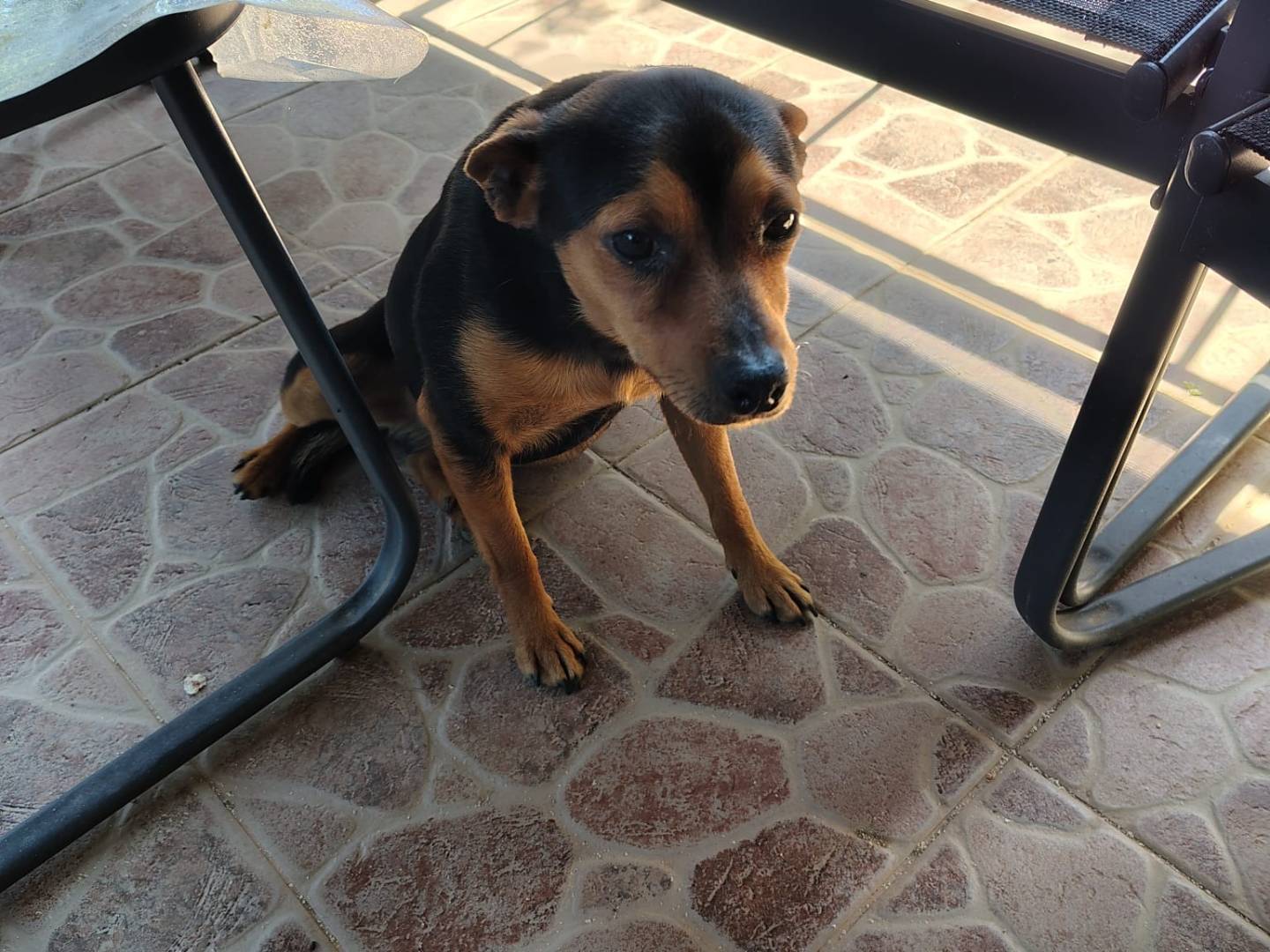 Adotta un cane, maschio, 1 anno e 1 mese, Vibo