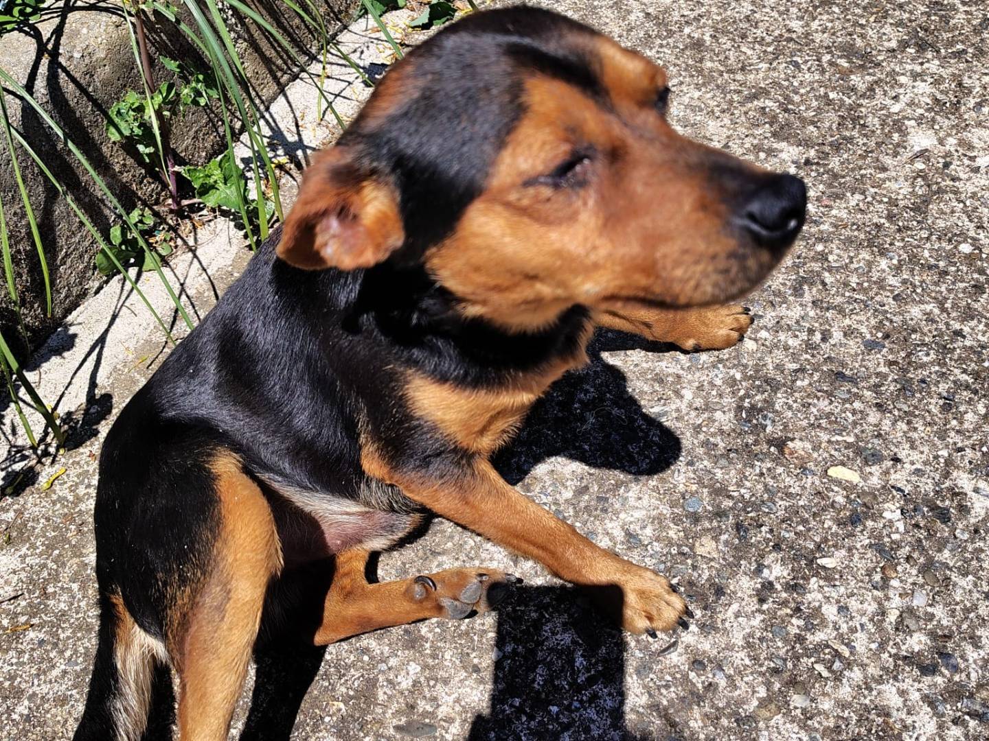 Adotta un cane, taglia piccola, maschio, Vibo