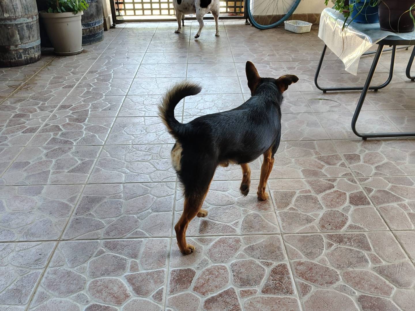 Vuoi adottare un cane a Vibo?