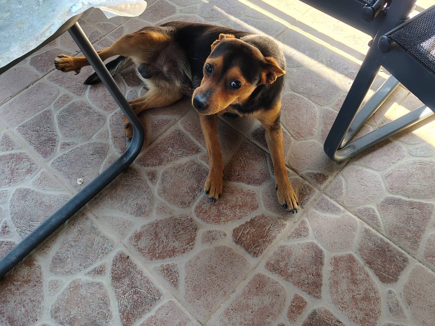 Adozione cane, maschio, Pinscher Razza sconosciuta, 1 anno e 1 mese, taglia piccola, Vibo