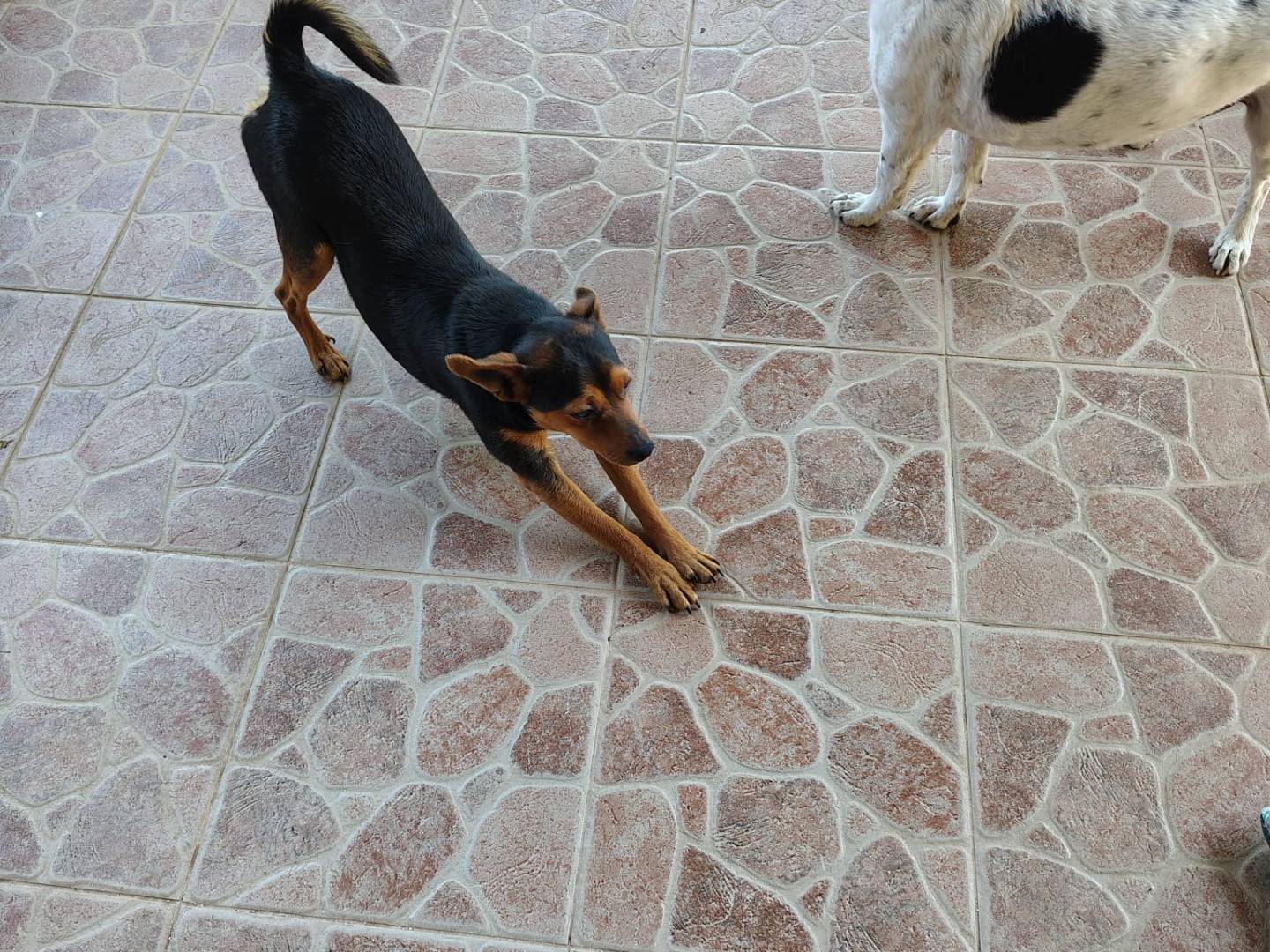 Adotta il cane CHICCO a Vibo