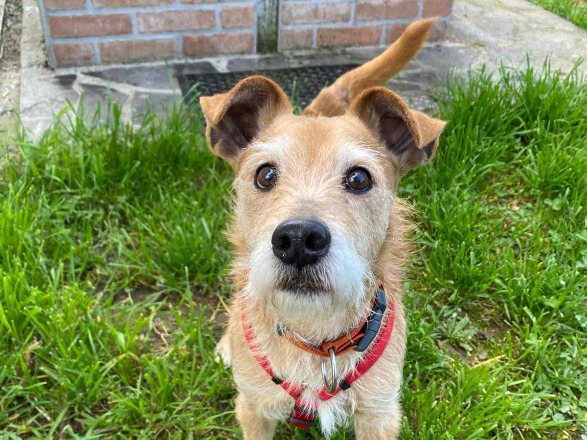 Adozione cane, maschio, Razza sconosciuta Razza sconosciuta, 14 anni, taglia piccola, Pavia