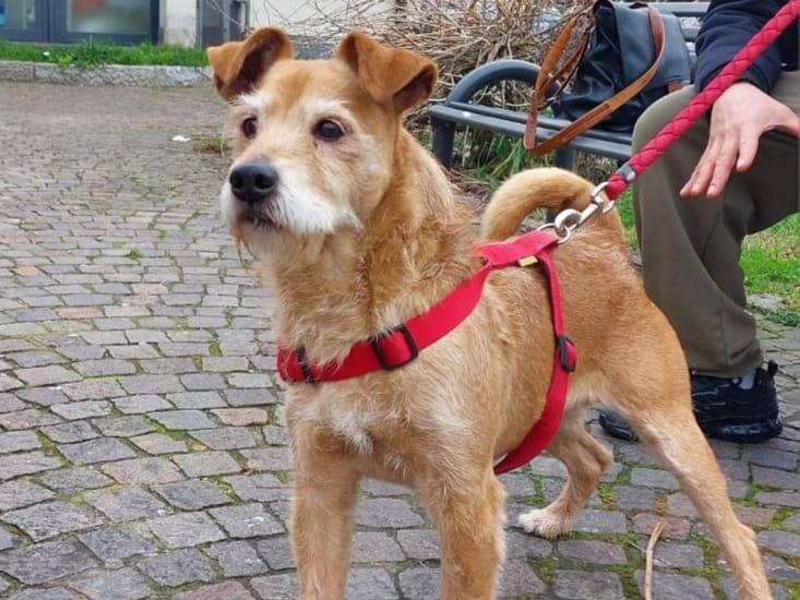 Adotta un cane, maschio, 14 anni, Pavia