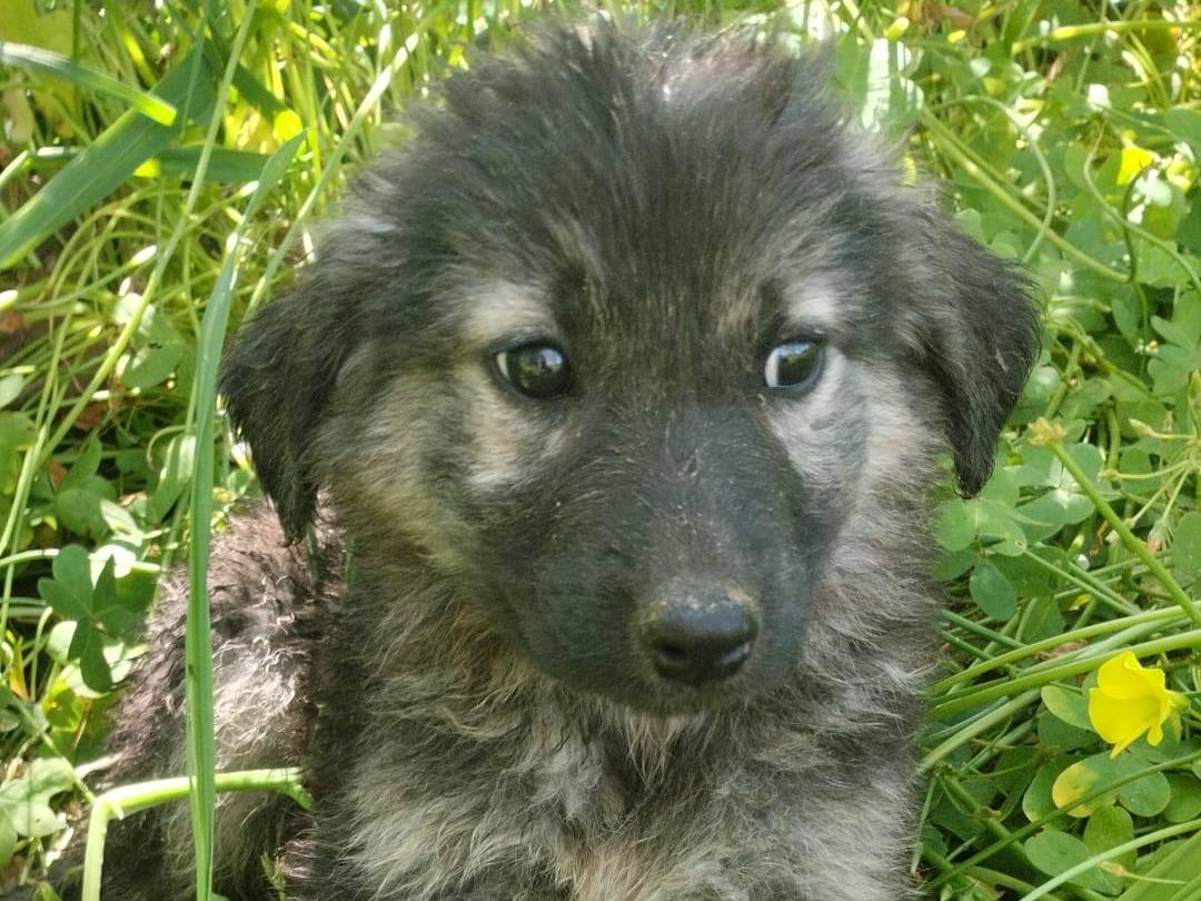 Vuoi adottare un cane a Vibo?