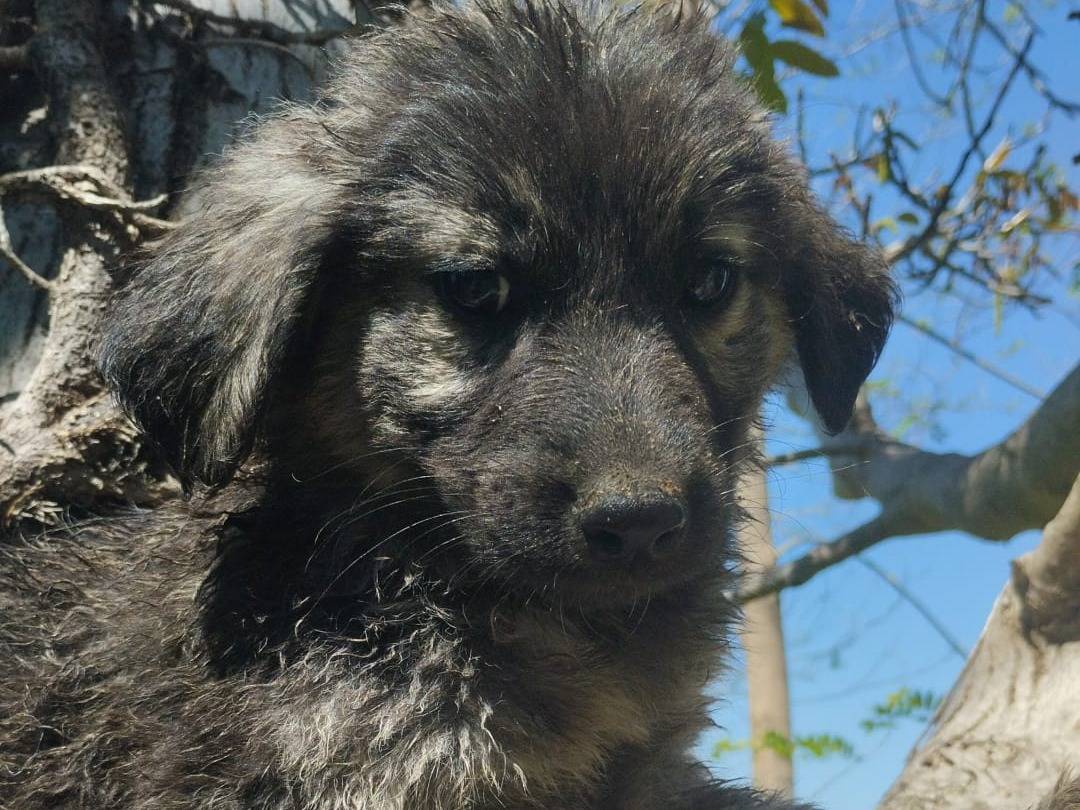 Adotta il cane ROBERTA a Vibo