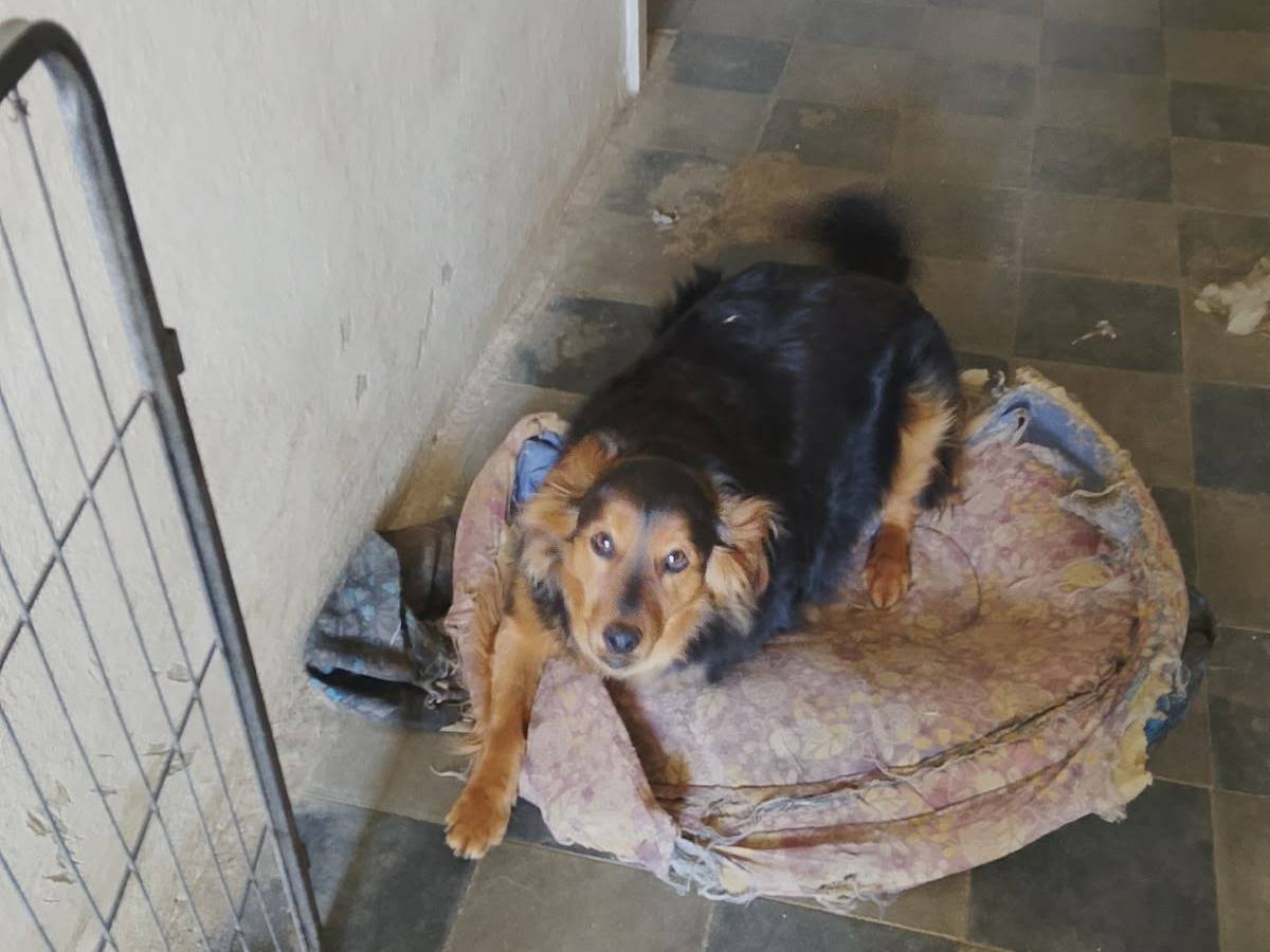 Vuoi adottare un cane a Vibo?